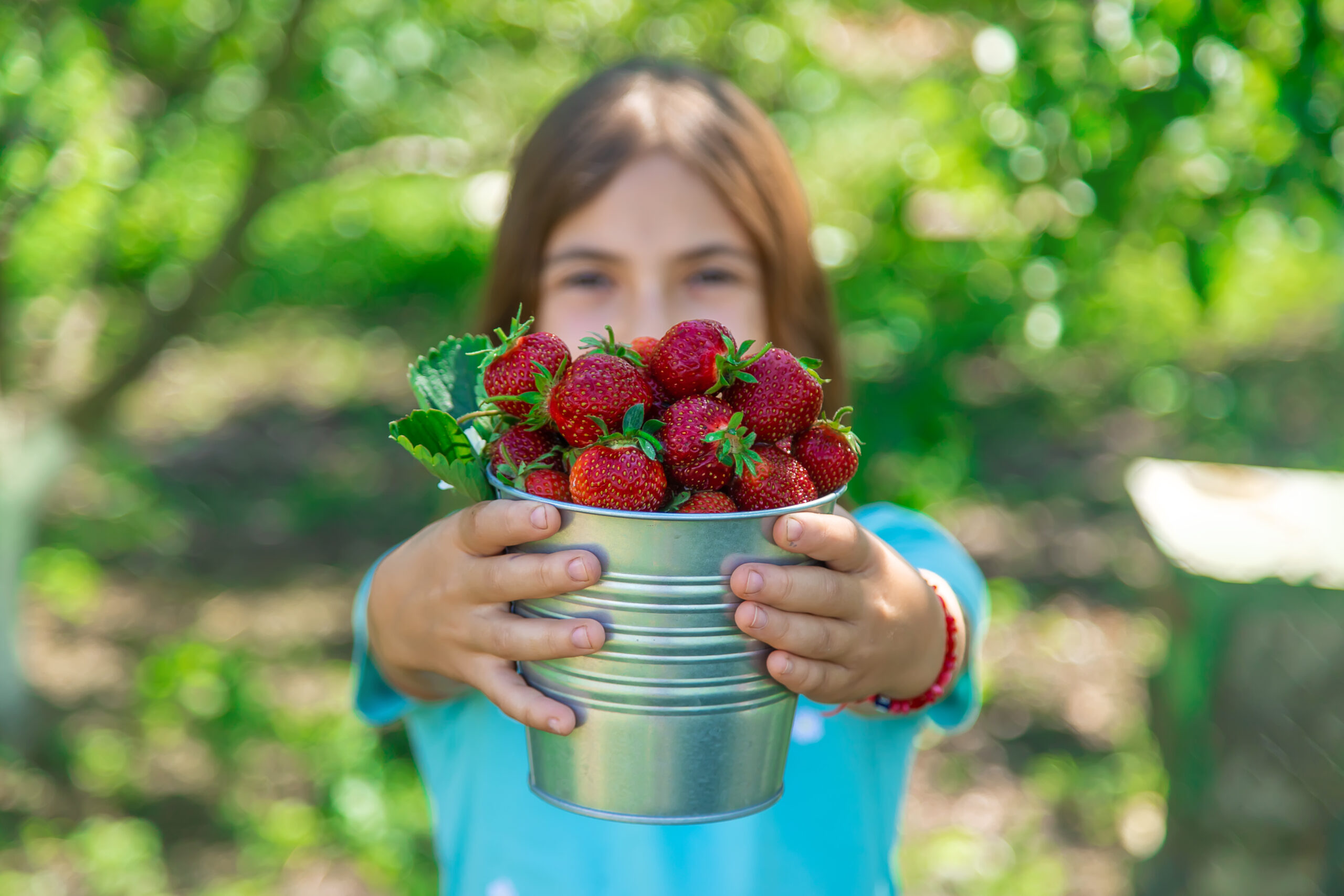A child harvests strawberries in the garden. Selective focus.